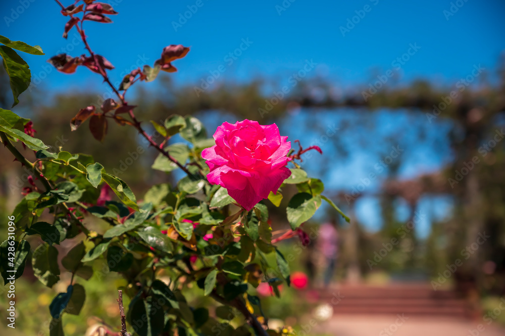 Obraz premium Flores rosas en el Rosedal del Prado en Montevideo (Uruguay)