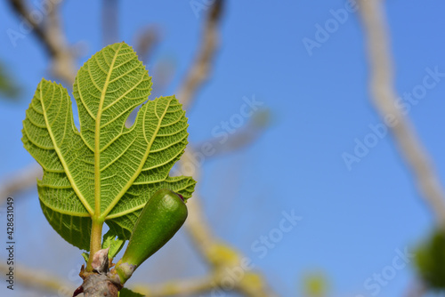 A small young fig leaf on the fig tree with the branches in the background and against a blue sky