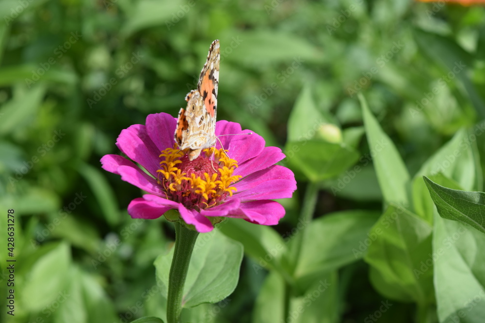 butterfly on flower