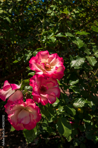 Flores rosas en el Rosedal del Prado en Montevideo (Uruguay)