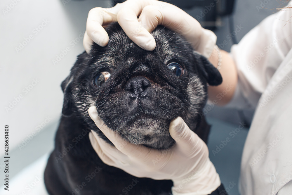 veterinarian in the clinic examines the pug's nose. Care and hygiene of folds and nose in flat-faced dogs