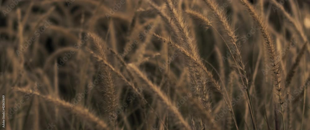 Golden weeds in a wheat field slowly swaying in the wind at sunset. Slow motion. Golden weeds in a wheat field slowly swaying in the wind at sunset. Slow motion.