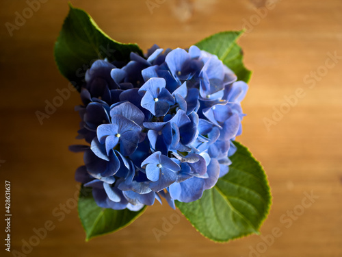 blue hydrangea flowers