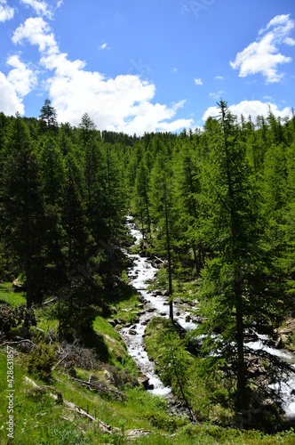 Konstfotografi Forêt de montagne et rivière