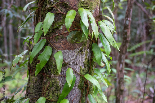 Rainforest in Thailand, Krabi province