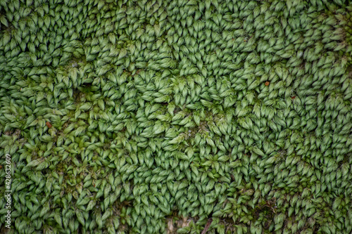 Green moss carpet, background texture