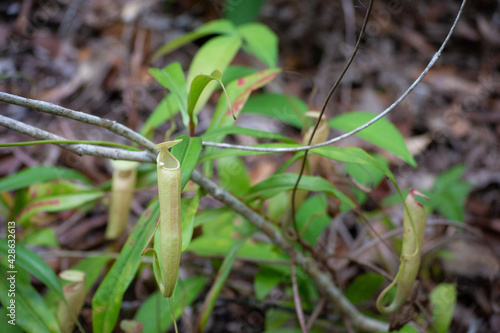 Nepenthes flower in Krabi province, Thailand