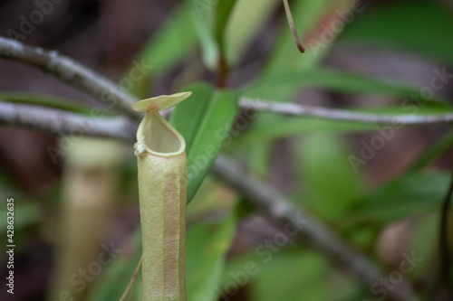 Nepenthes flower in Krabi province, Thailand