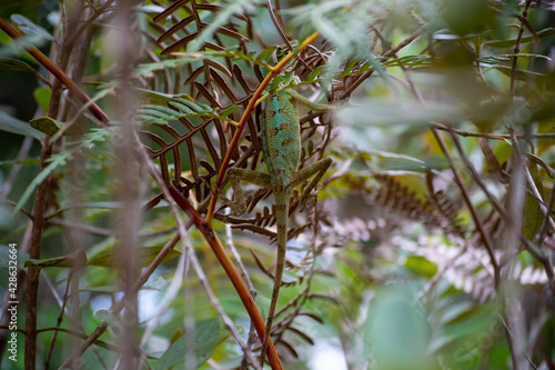 Beautiful Calotes lizard in the greens