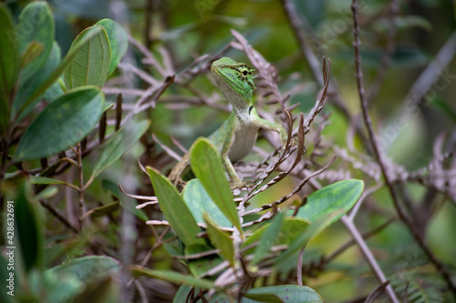 Beautiful Calotes lizard in the greens