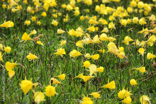 Yellow 'Bulbocodium' petticoat daffodils in flower © Alexandra