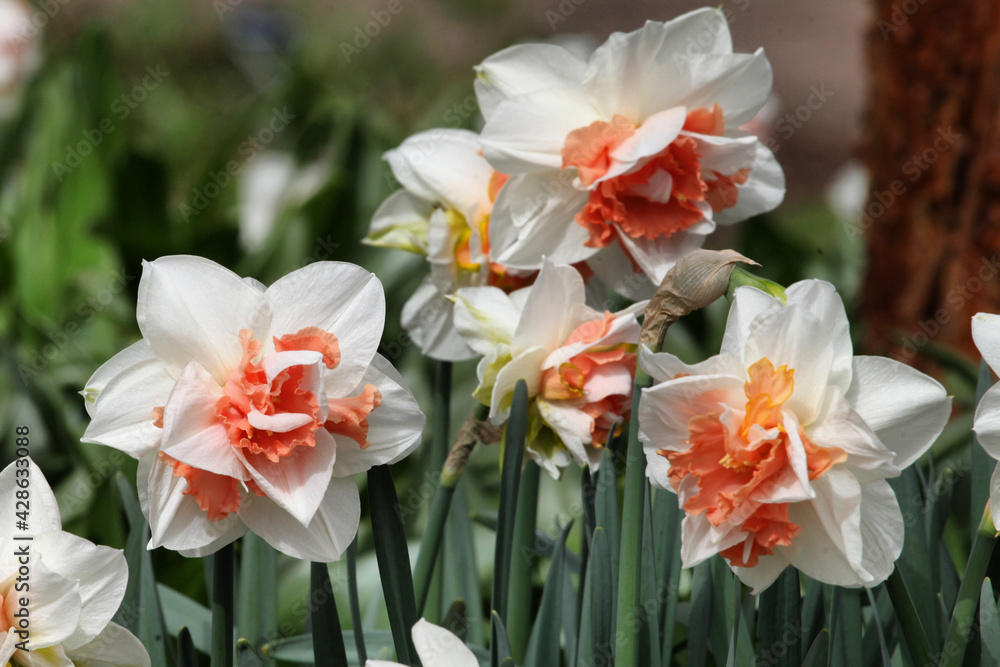 Orange and white double 'Delnashaugh' daffodils in flower Orange and white double 'Delnashaugh' daffodils in flower