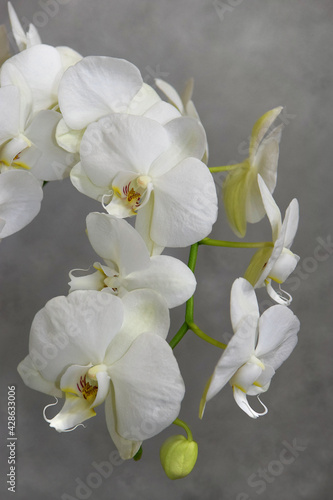 white orchid flowers on the gray background