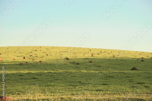 Foto Hill with multiple Termite Mounds, a common view in Brazil