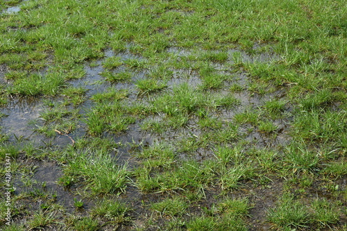 trawnik po deszczu