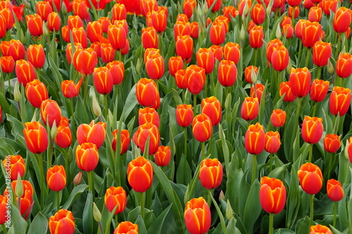 Beautiful red and yellow tulip flowers at full bloom
