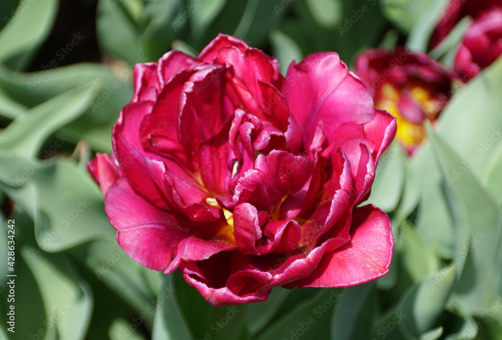 Fototapeta premium Beautiful double late tulip 'Blue Diamond' flower at full bloom