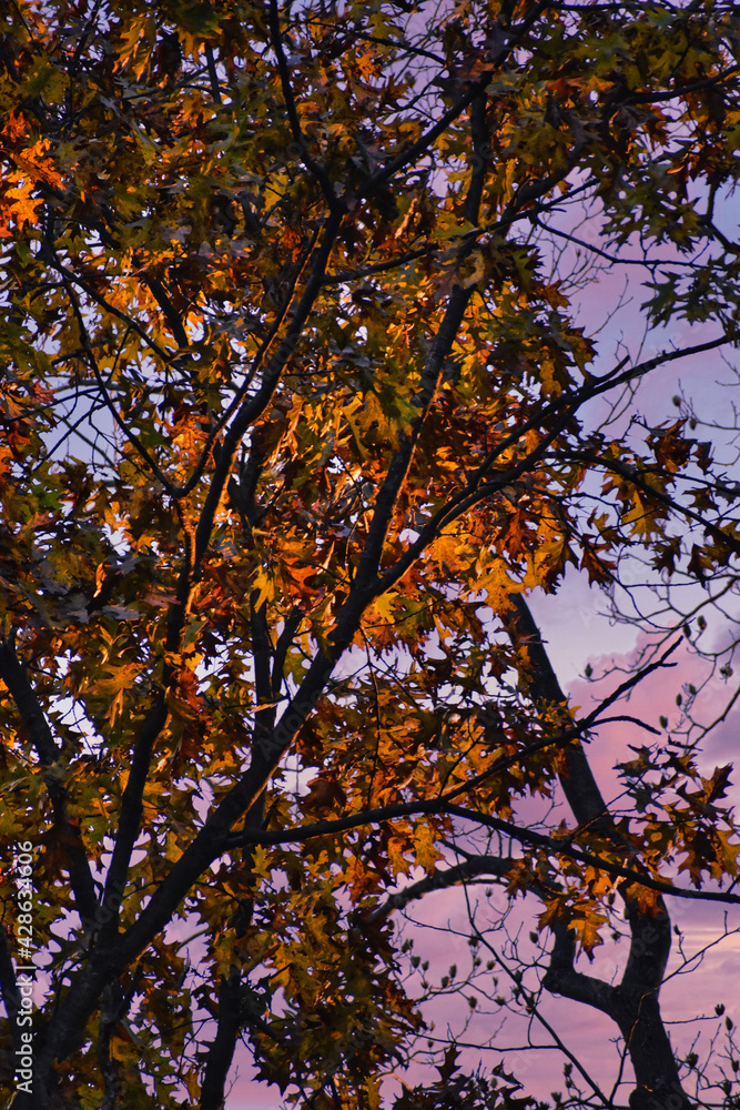Sunrise sky through the branches of an oak tree in autumn