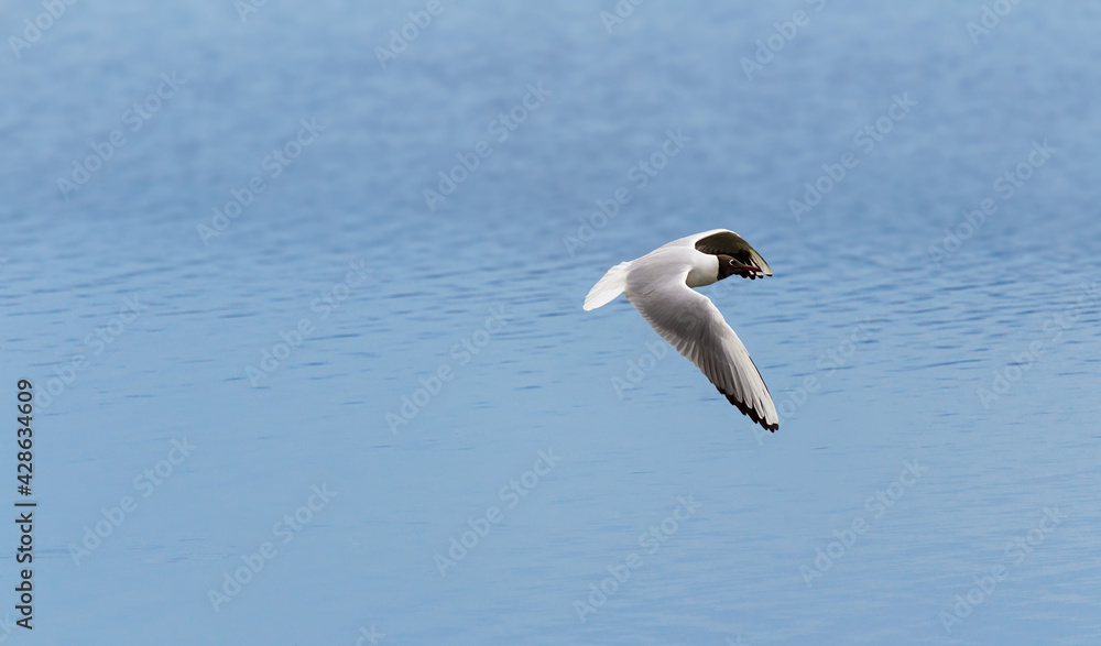 Black headed gull, Chroicocephalus ridibundus fly above water. Czech republic nature animal, landscape Black headed gull, Chroicocephalus ridibundus fly above water. Czech republic nature animal, landscape