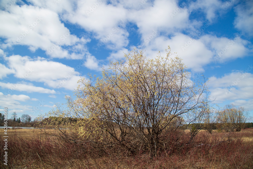 Willow blooms in spring in fields with lakes . Spring flowering. Willow blooms in spring in fields with lakes . Spring flowering.