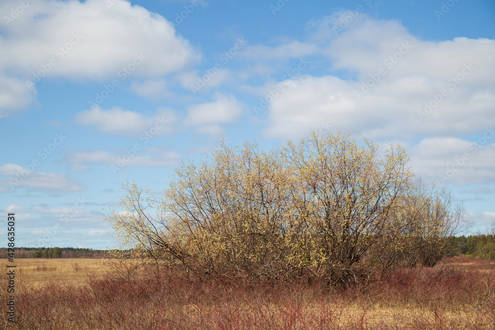 Willow blooms in spring in fields with lakes . Spring flowering. Willow blooms in spring in fields with lakes . Spring flowering.