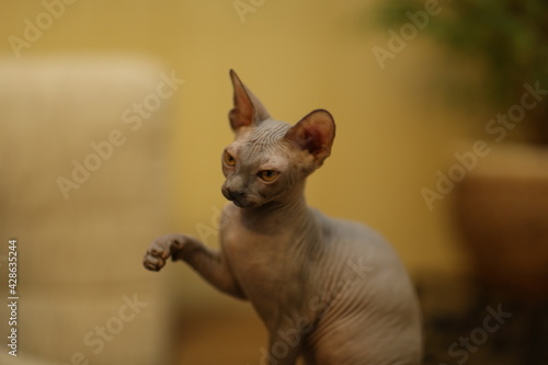 Portrait of a bald cat. The Sphynx cat breed is hairless animals without hair. © Vad-Len