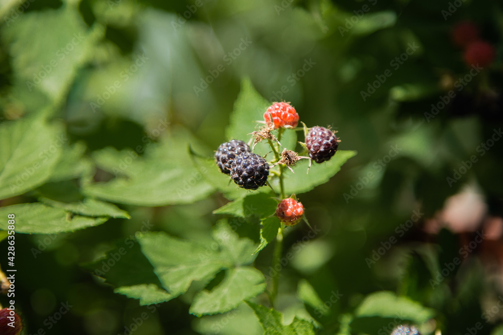 Ripe and green blackberries on a branch surrounded by green leaves Ripe and green blackberries on a branch surrounded by green leaves
