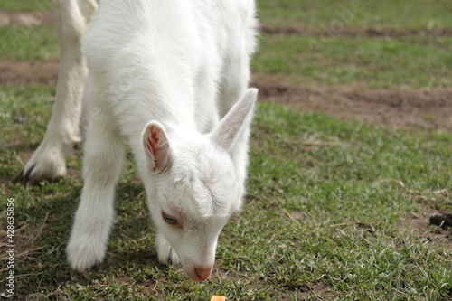 white goat eating grass © LP