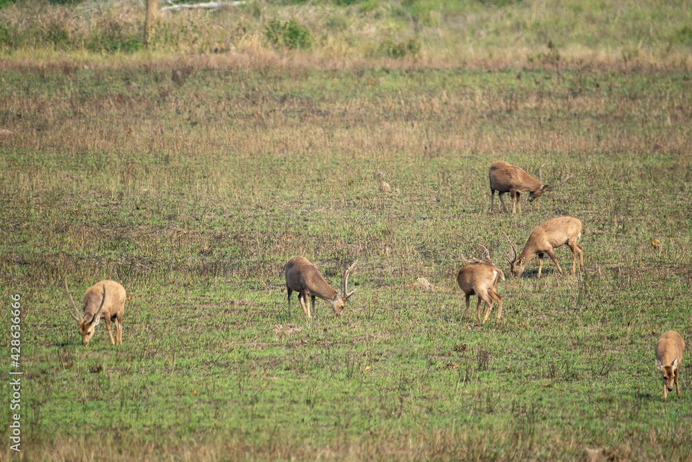 Obraz premium Natural deer in Thung Kramang Wildlife Sanctuary, Chaiyaphum Province, Thailand