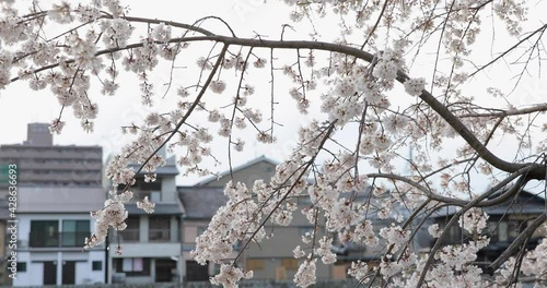 Wallpaper Mural Best cherry blossom in Kyoto Torontodigital.ca
