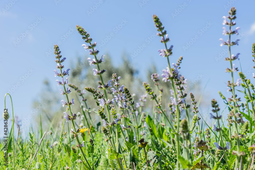 Salvia verbenaca. Lamiaceae. Salvia verbenaca. Lamiaceae.