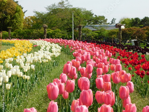 服部緑地の花壇に咲く5色のチューリップ(2021年4月撮影)