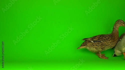 Mallard (Anas platyrhynchos) is a river mallard. Green screen background. photo