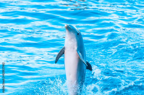Dolphin Jumps Out Of Water . Happy aquatic animal