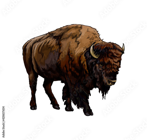 Bison, buffalo from a splash of watercolor, colored drawing, realistic. Vector illustration of paints