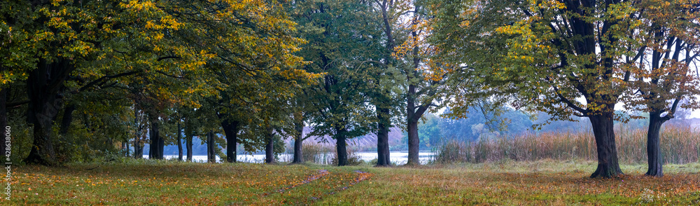 Autumn forest by the river, panorama. Colorful trees in the autumn forest