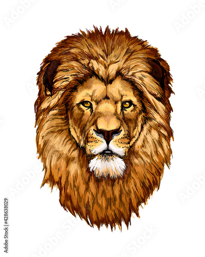 Lion head portrait from a splash of watercolor, colored drawing, realistic. Vector illustration of paints