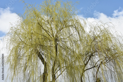 Fototapeta Naklejka Na Ścianę i Meble -  pierwsze wiosenne liście na wierzbie