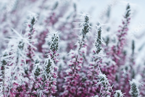 White needles of frost on the heather