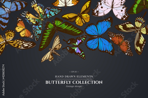 Design on dark background with ambulyx moth, madagascan sunset moth, forest mother-of-pearl, great orange-tip, emerald swallowtail, plain tiger, rajah brooke s birdwing, papilio torquatus