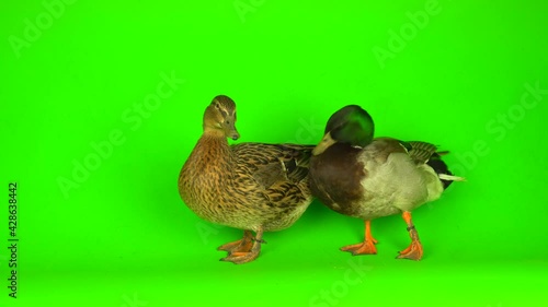 Mallard (Anas platyrhynchos) is a river mallard. Green screen background. photo