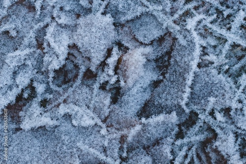 Frosted leaves lying in the park photo