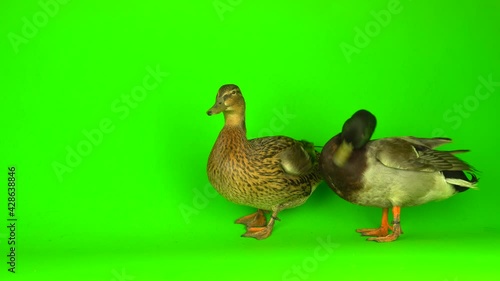 Mallard (Anas platyrhynchos) is a river mallard. Green screen background. photo