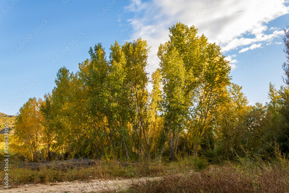 Poplar forest with yellow leaves in autumn.