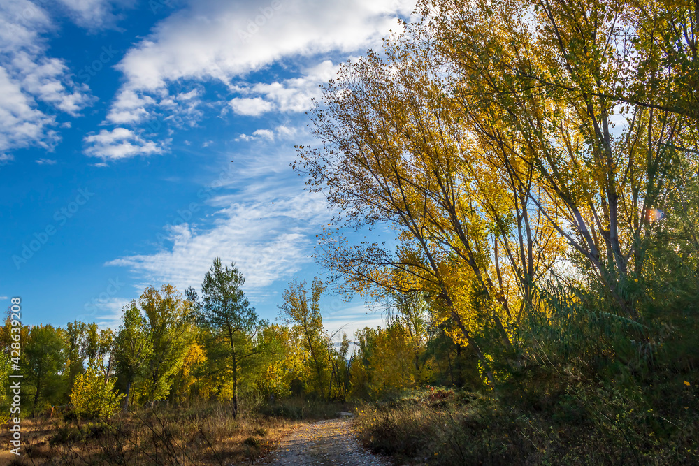 Poplar forest with yellow leaves in autumn.