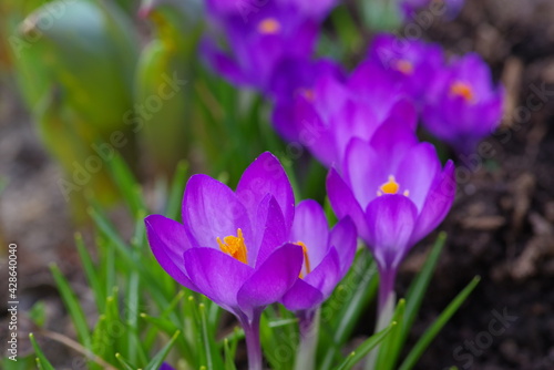 Fototapeta Naklejka Na Ścianę i Meble -  purple crocus flowers