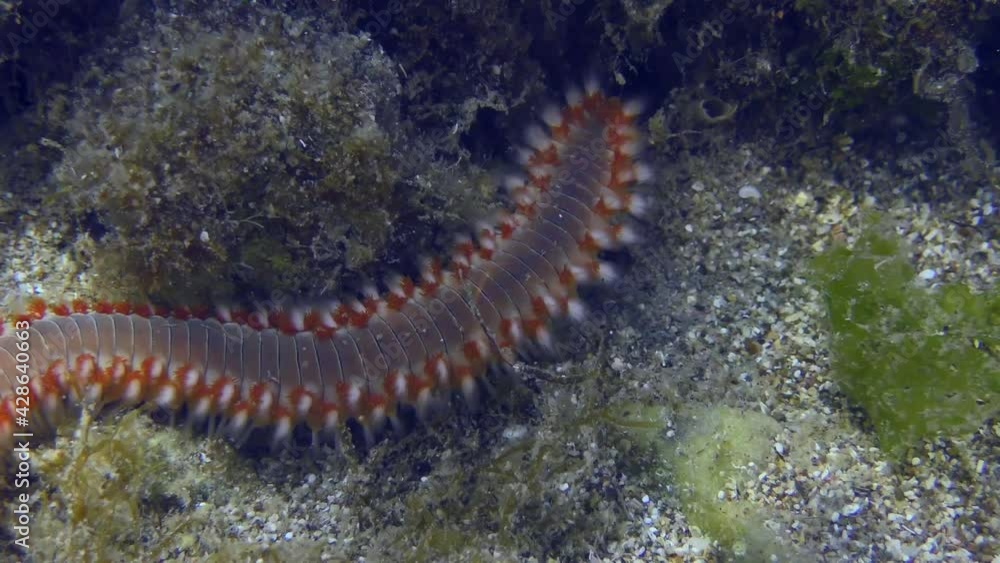 Bearded fireworm or Bearded fire worm (Hermodice carunculata) slowly creeps along the seabed, close-up. Mediterranean, Greece. Bearded fireworm or Bearded fire worm (Hermodice carunculata) slowly creeps along the seabed, close-up. Mediterranean, Greece.
