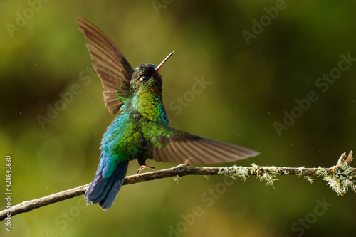 Fiery-throated Hummingbird - Panterpe insignis medium-sized hummingbird breeds only in the mountains of Costa Rica and Panama. Beautiful colourful bird with orange, yellow, blue and green feather