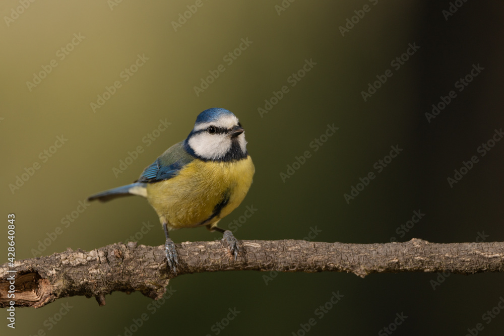 Obraz premium herrerillo común (Cyanistes caeruleus)​