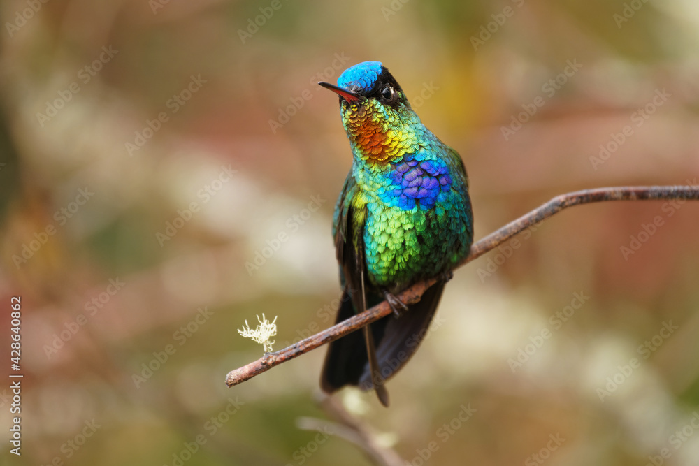 Obraz premium Fiery-throated Hummingbird - Panterpe insignis medium-sized hummingbird breeds only in the mountains of Costa Rica and Panama. Beautiful colourful bird with orange, yellow, blue and green feather